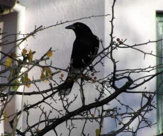 Oiseau Noir