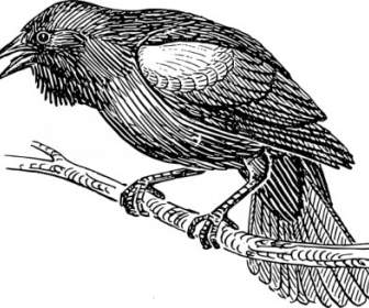 Clipart Oiseau Noir