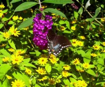 Papillon Noir Sur Des Fleurs