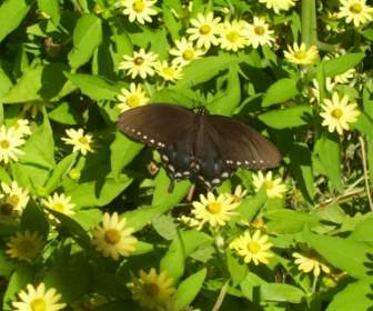 Papillon Noir Sur Des Fleurs