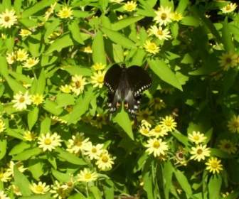 Black Butterfly On Flowers