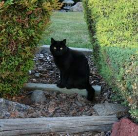 Gato Negro En El Jardín