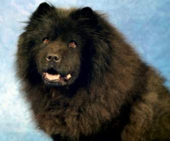 Schwarze Chow-Chow Tapete Hunde Tiere
