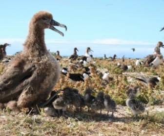 Albatross Berkaki Hitam Burung Burung