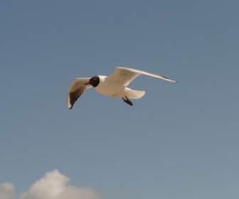 Black Headed Gull Fly Flight