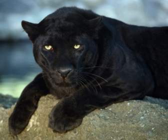 Papel De Parede Leopardo Negro Grande Gatos Animais