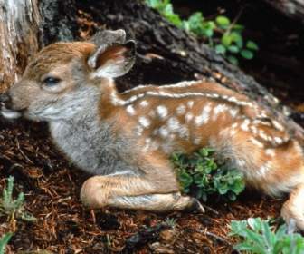Cervos De Cauda Pretos Fawn Parede Bebê Animais Animais