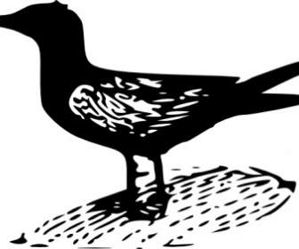 Black Tern Clip Art