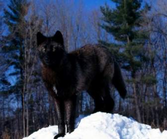 눈 벽지 늑대 동물에서 검은 늑대