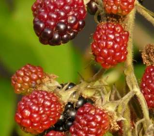 Blackberries Berries Fruits
