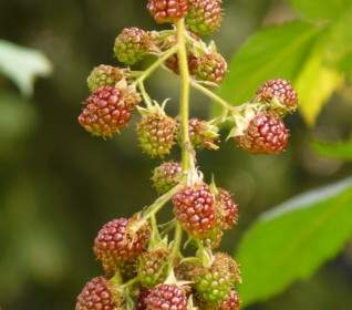 블랙베리 Rubus Sectio Rubus 열매