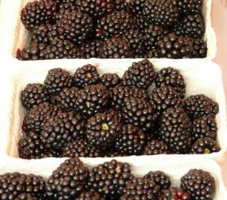 Blackberries Rubus Sectio Rubus Berries