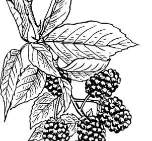 黑莓剪貼畫