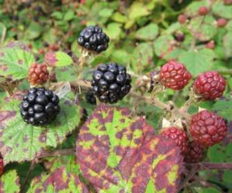 blackberry fruits of the forest fruit