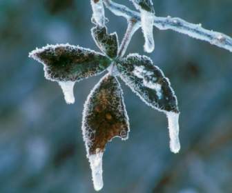 BlackBerry Blätter Beschichtet In Eis Tapete Winternatur