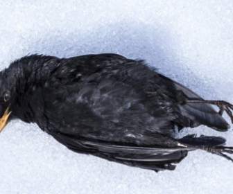 Blackbird Bird Winter