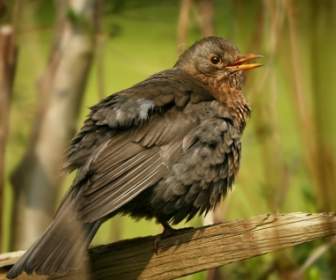 Blackbird วอลล์เปเปอร์หญิงนกสัตว์