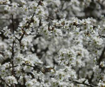 Semak Berduri Prunus Spinosa Hedge