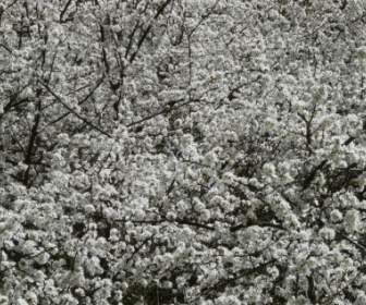Blackthorn Prunus Spinosa Hedge