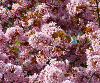 매 화 피 벚나무 꽃 Cerasifera