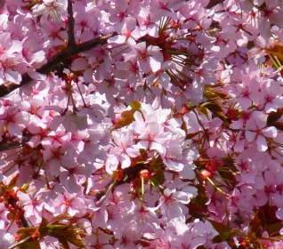 крови сливы Prunus Cerasifera цветок