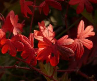 Coloration Rouge Sanglante Geranium