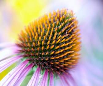 Bloom Colorful Coneflower