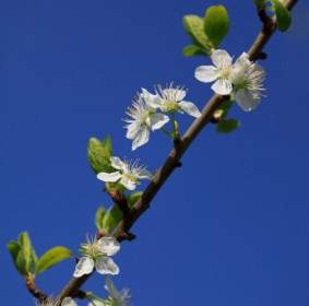 Blooming Apple Tree Branch