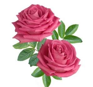 Blühen Rote Rosen-hd-Bild