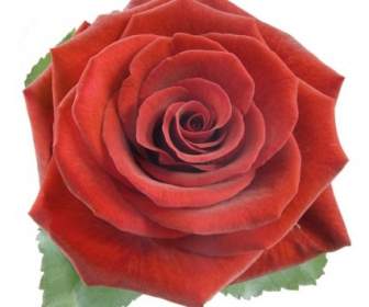 Blooming Red Roses Hd Pictures