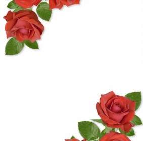 Floración De Imágenes Hd De Rosas Rojas