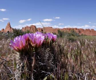 Blossom Cactus Desert