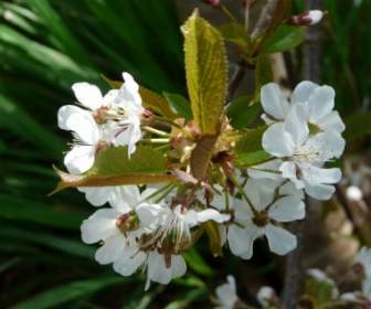 Baum Blüte Frühling