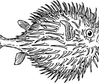 Blowfish Clip Art