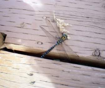 Blue And Green Dragonfly