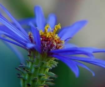藍 Arcitic 翠菊野花
