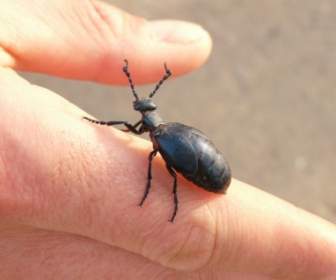 Bleu Noir Huile Beetle Beetle Huile Noir Maiwurm