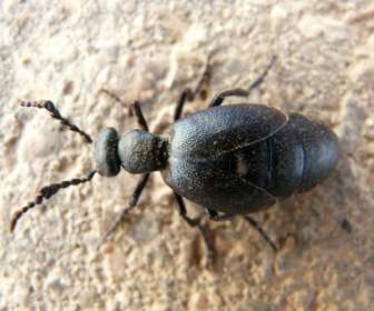 藍黑色油甲蟲油甲蟲黑色 Maiwurm