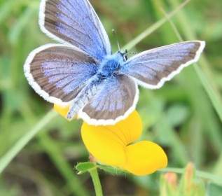 Голубая бабочка цветы