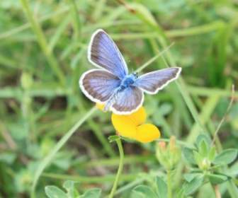 Голубая бабочка цветы