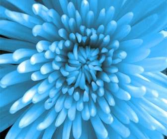 青い菊 Photoshop