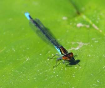 Dragonfly Biru