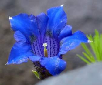 青いエンジアン高山の花