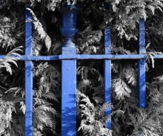 青のフェンスと低木