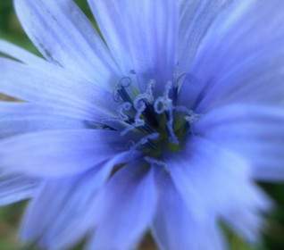 블루 꽃