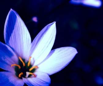 Fiore Blu