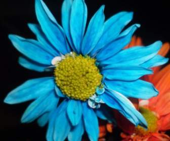 Flor Azul