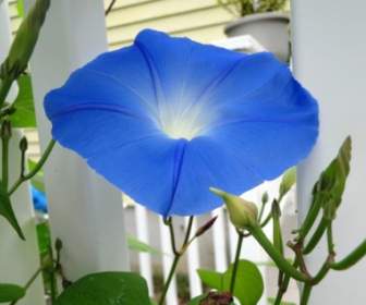 Ipomée Fleur Bleue