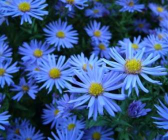 青い花