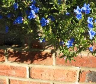 青色の花と壁